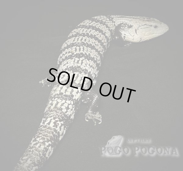 画像2: ハルマヘラアオジタトカゲ　アザンティック　AD (2)