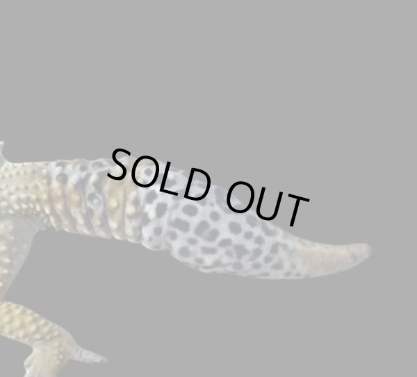 画像2: ハイポタンジェリン　※再生尾 (2)