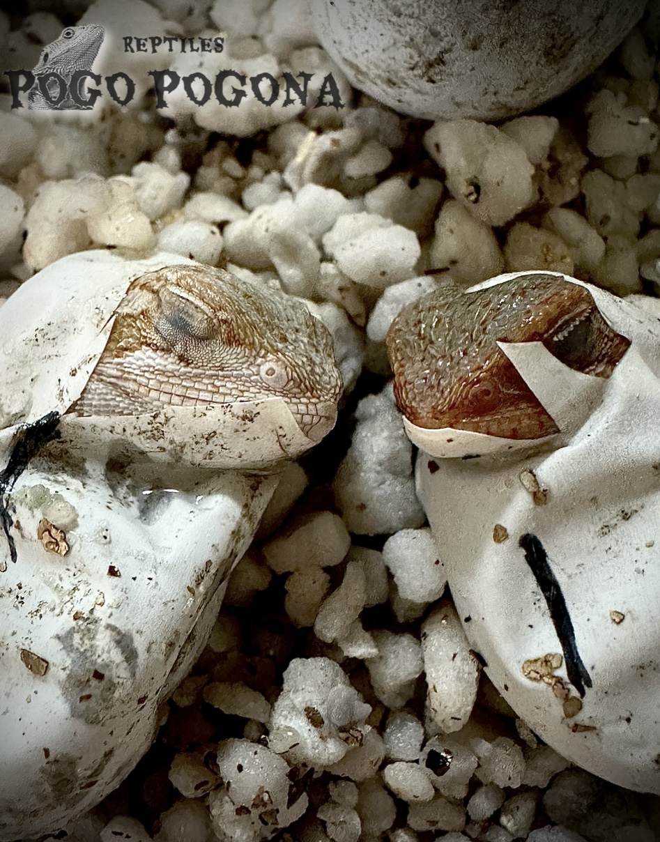 爬虫類 POGO POGONA 宮城県 石巻市 フトアゴ レオパ 販売
